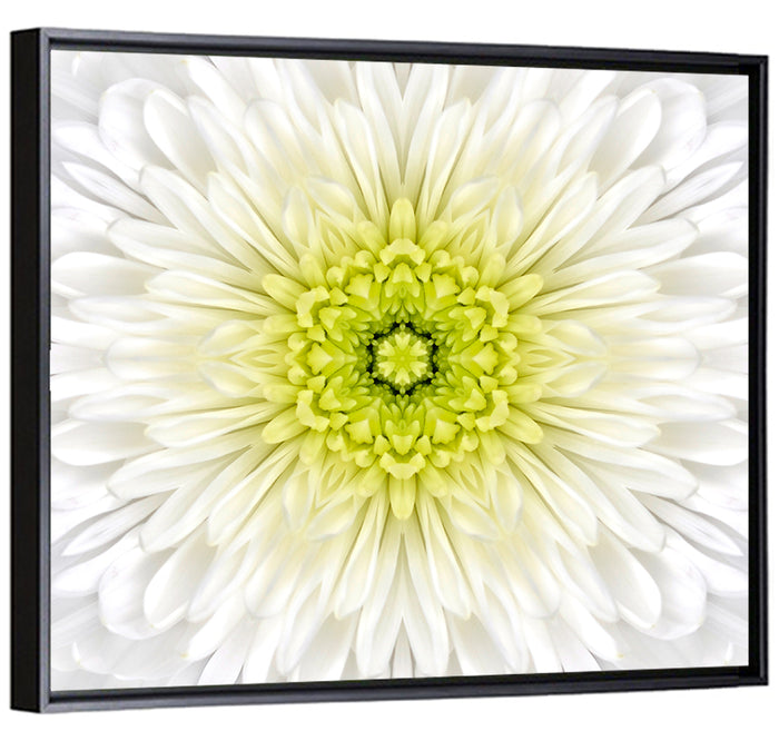 White Chrysanthemum Mandala Close Up Wall Art as a framed canvas