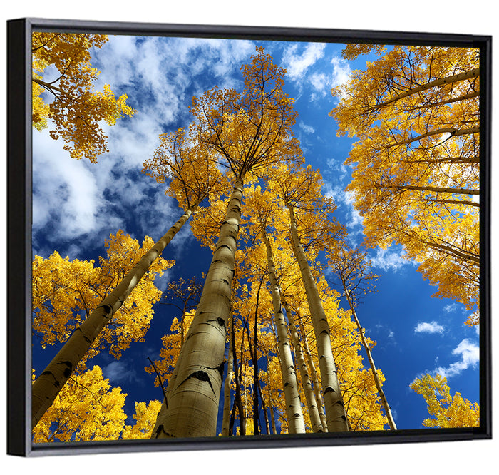 Golden Aspen Canopy View Wall Art as a framed canvas
