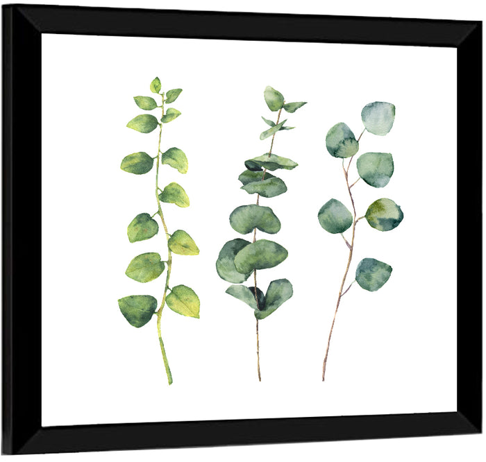 Watercolor Eucalyptus Stems Wall Art as a framed print