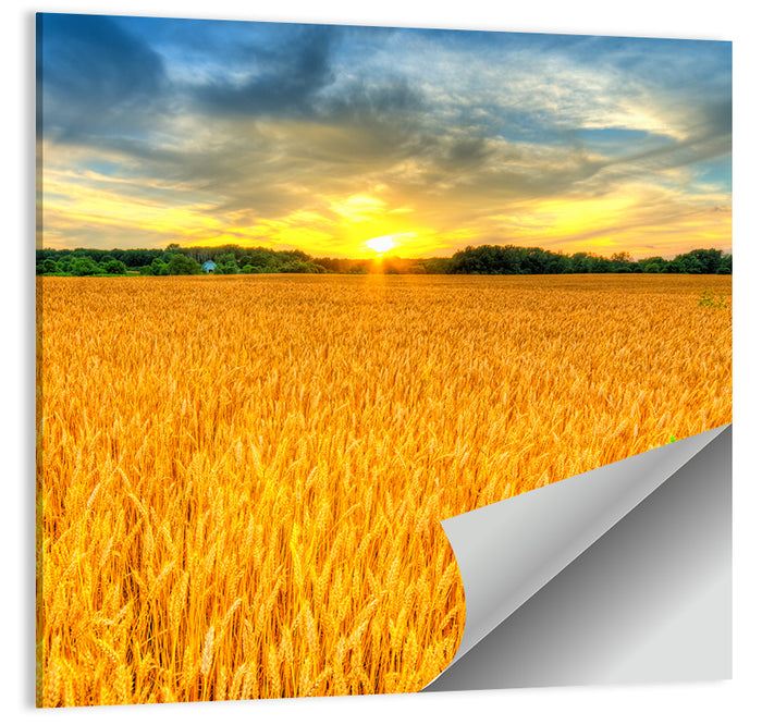 Wheat Field Sunset Wall Art as a poster print