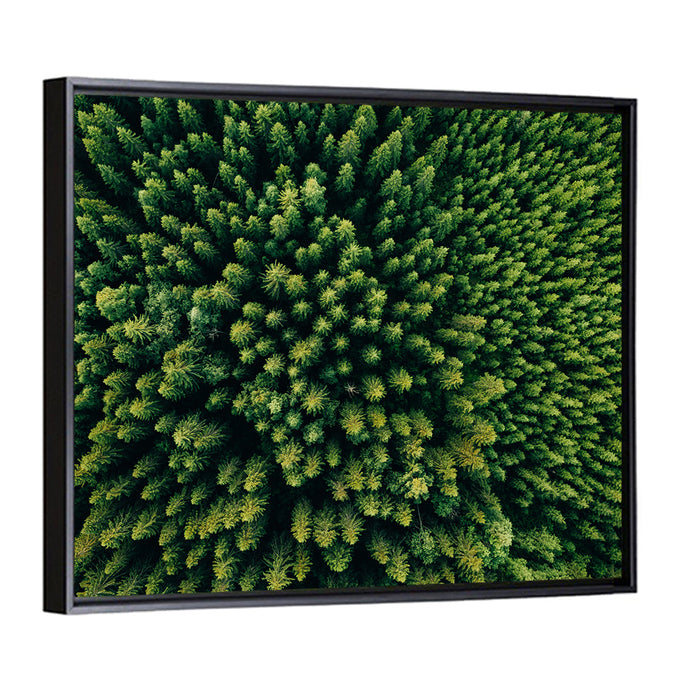 Aerial Conifer Canopy Wall Art as a framed canvas