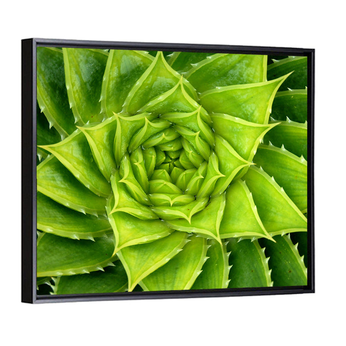 Spiral Aloe Succulent Wall Art as a framed canvas