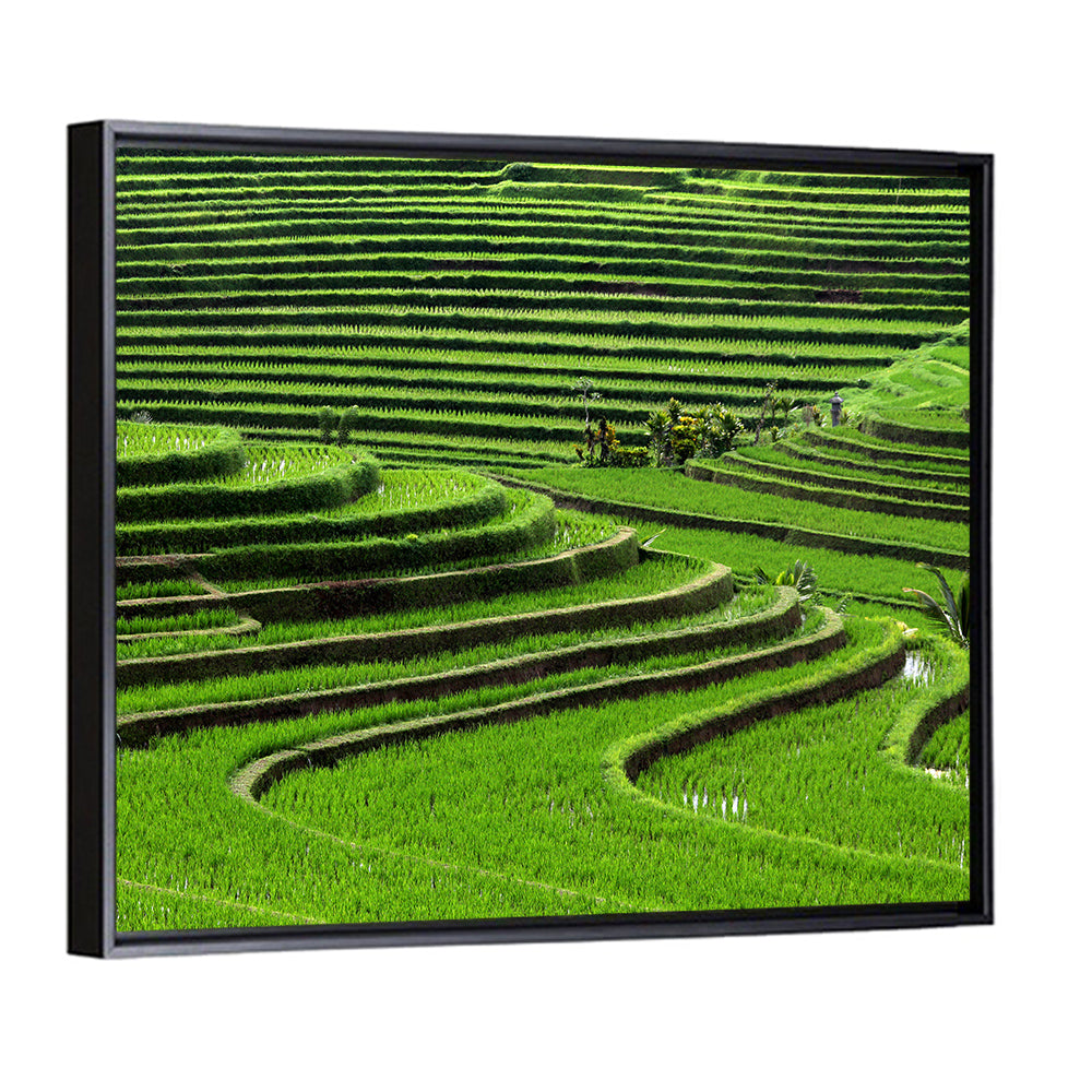 Rice Fields Wall Art