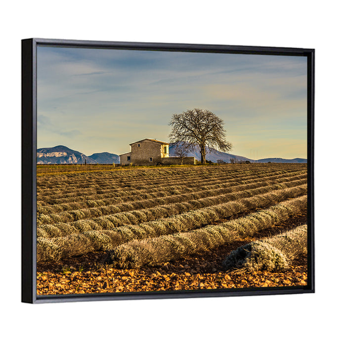 Rustic Provence Lavender Rows at Golden Hour Wall Art as a framed canvas