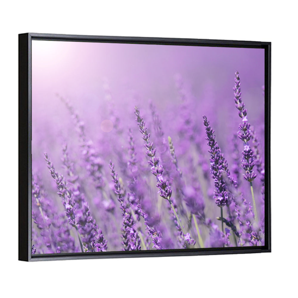Lavender Field Wall Art