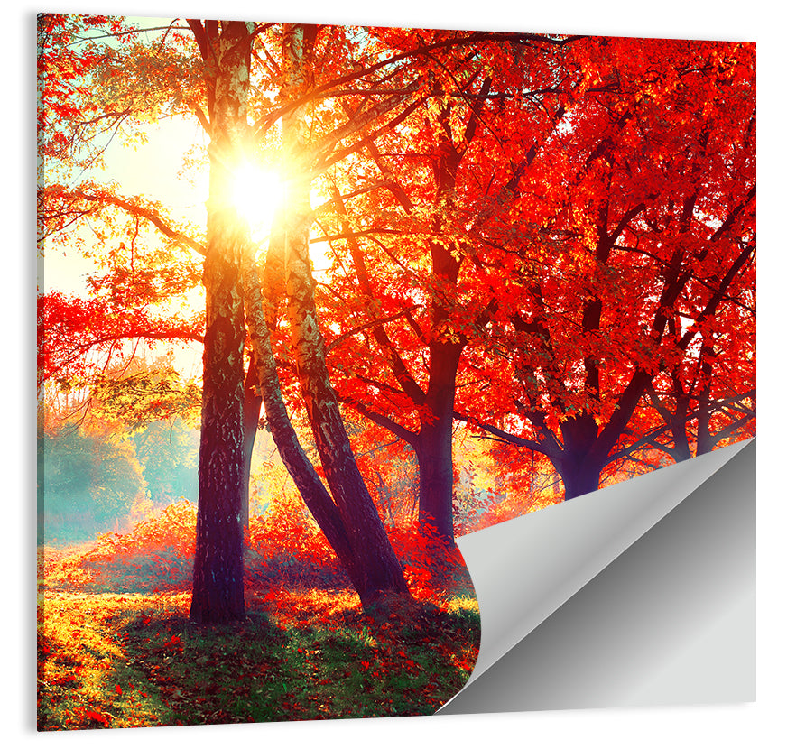 Autumnal Park Sunrise Wall Art