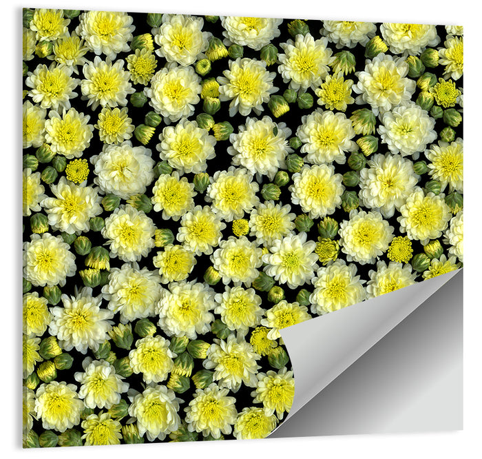 Yellow Chrysanthemum Bloom Pattern Wall Art as a poster print
