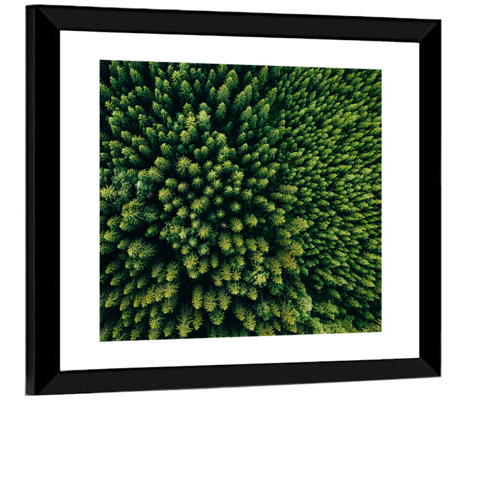 Aerial Conifer Canopy Wall Art as a framed print