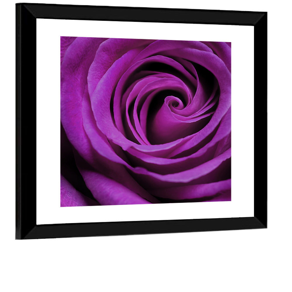 Purple Rose Wall Art