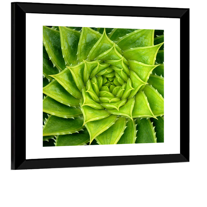 Spiral Aloe Succulent Wall Art as a framed print