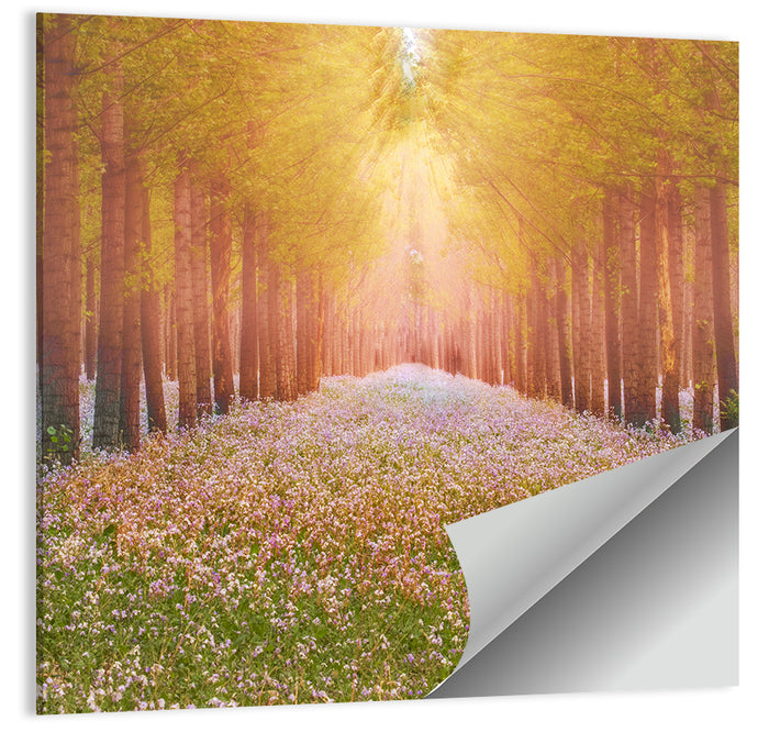 Golden Morning Forest Path Wall Art as a poster print