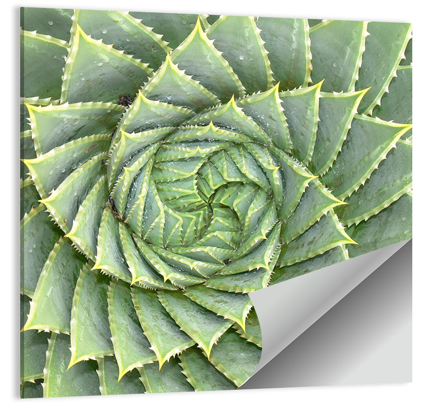 Spiral Aloe Wall Art