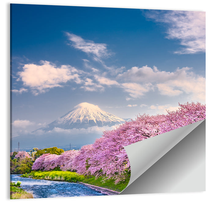 Mount Fuji Cherry Blossoms Wall Art as a poster print