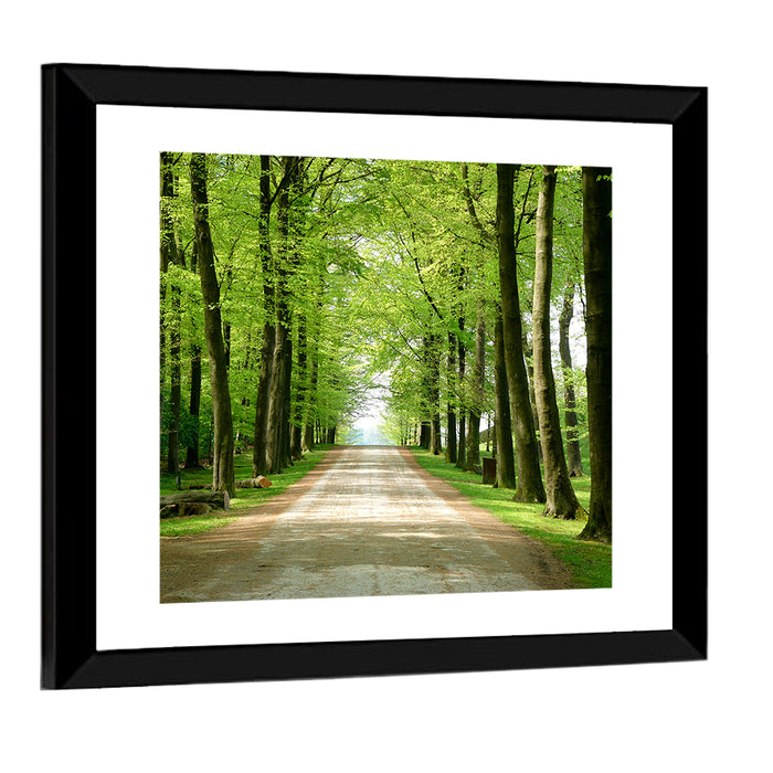 Sunlit Tree-lined Path Wall Art as a framed print
