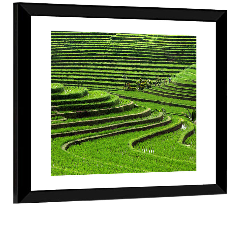 Rice Fields Wall Art