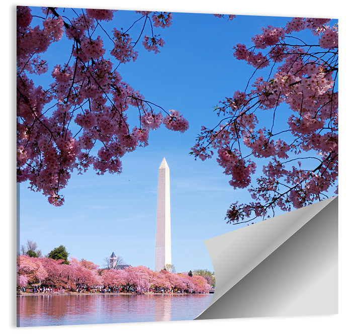 Washington Monument with Cherry Blossoms Wall Art as a poster print