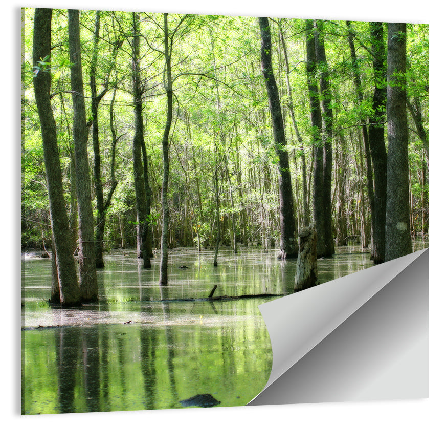 Green Swamp Forest Wall Art