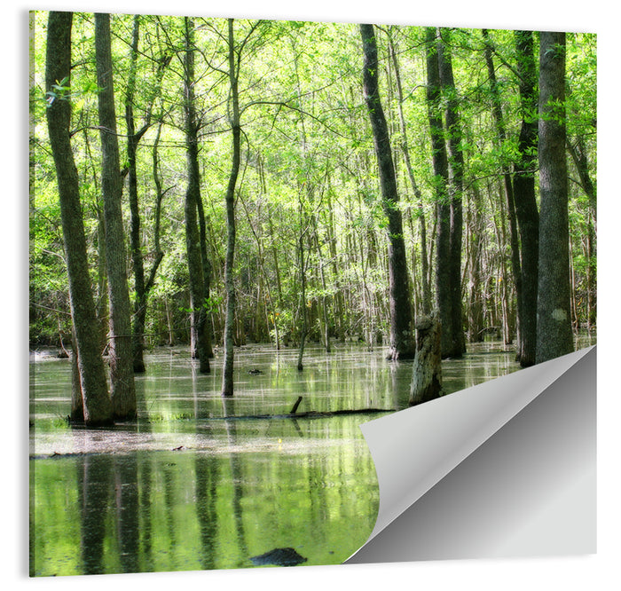 Sunlit Swamp Forest Wall Art as a poster print