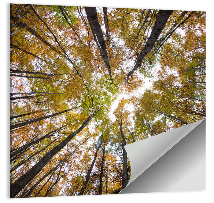 Autumn Forest Canopy Looking Up Wall Art as a poster print