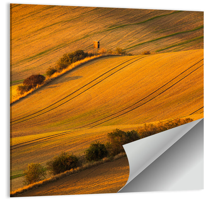 Golden Moravian Farm Tracks Wall Art as a poster print