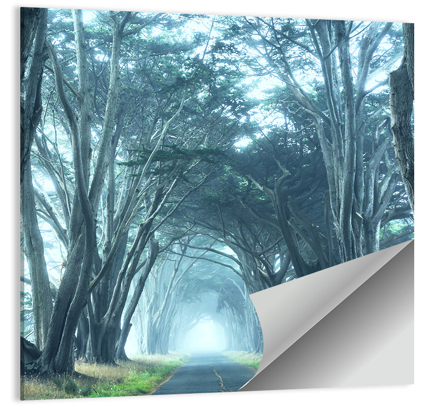 Foggy Trees Alley Wall Art