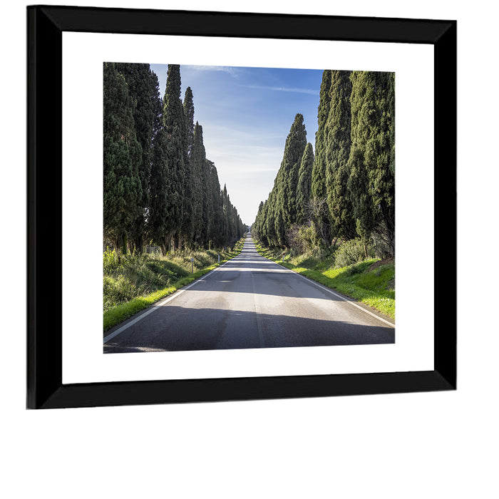 Avenue of Cypress Trees Wall Art as a framed print
