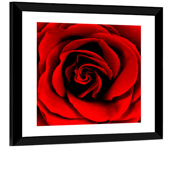 Velvety Red Rose Close-up Wall Art as a framed print