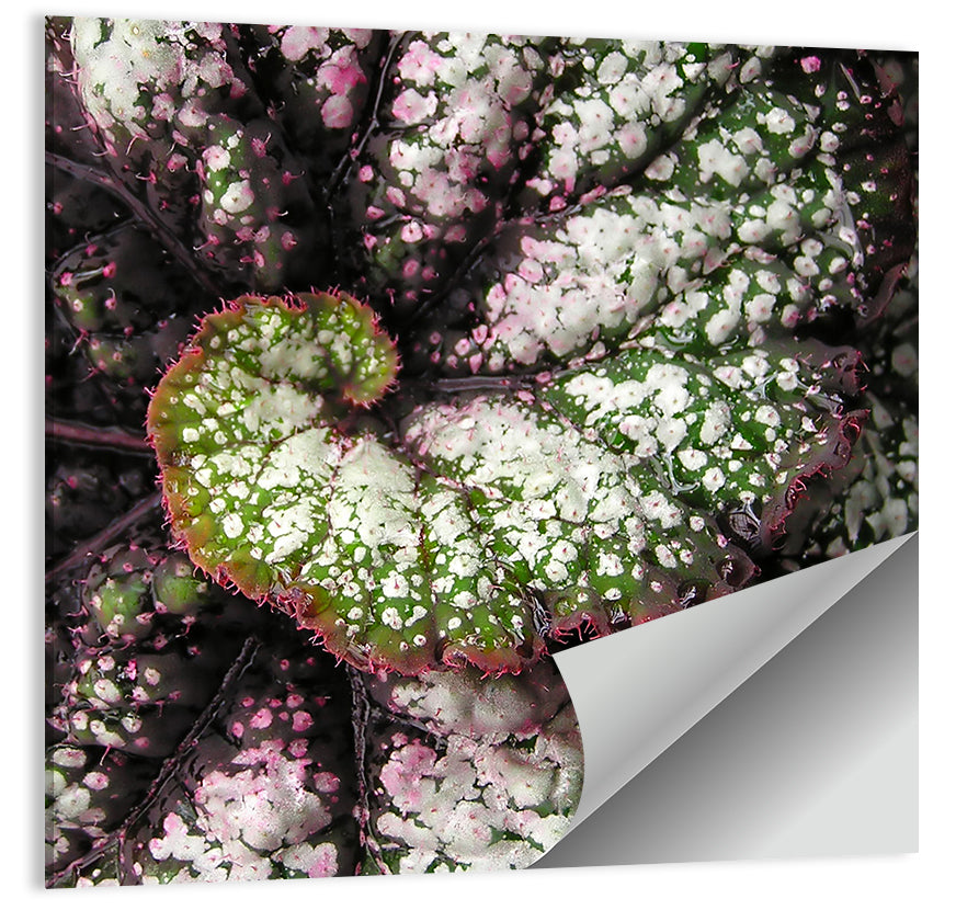 Nature Spiral Geometry Wall Art