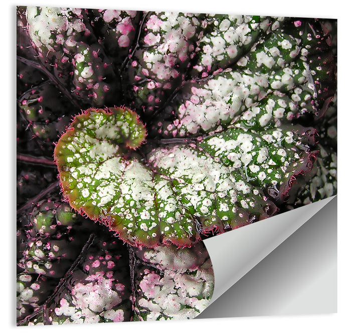 Begonia Leaf Spiral Geometry Wall Art as a poster print