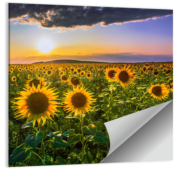 Sunflower Field at Golden Hour Wall Art as a poster print