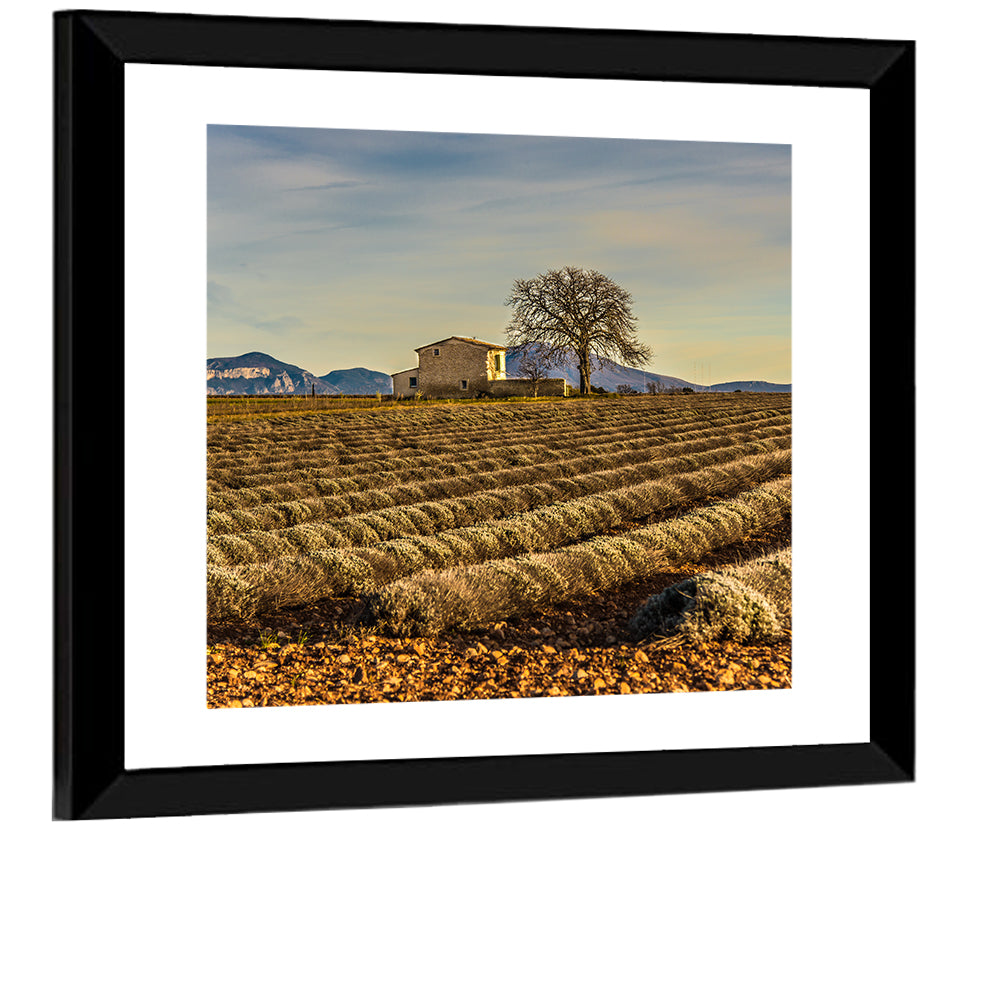 Provence Lavender Wall Art