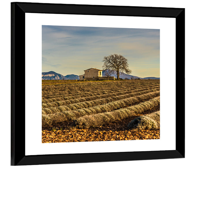 Rustic Provence Lavender Rows at Golden Hour Wall Art as a framed print