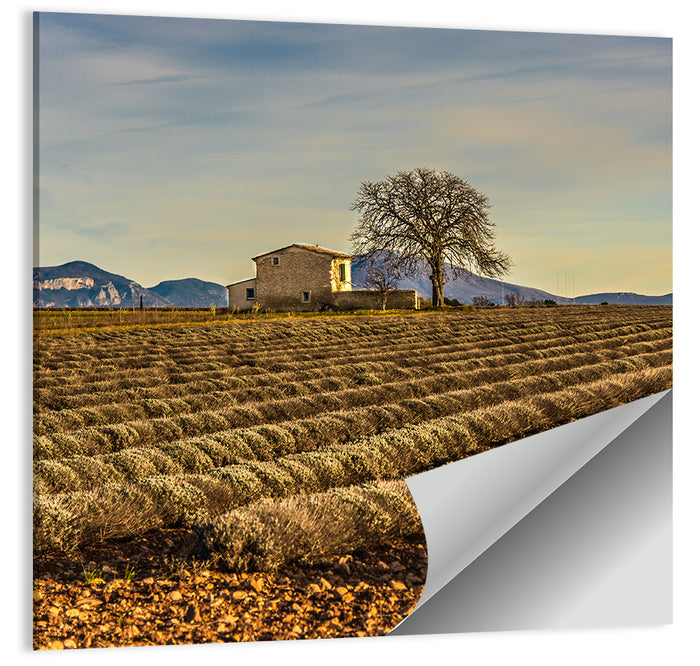 Rustic Provence Lavender Rows at Golden Hour Wall Art as a poster print