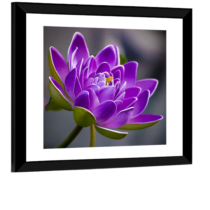 Purple Water Lily Close-up Wall Art as a framed print