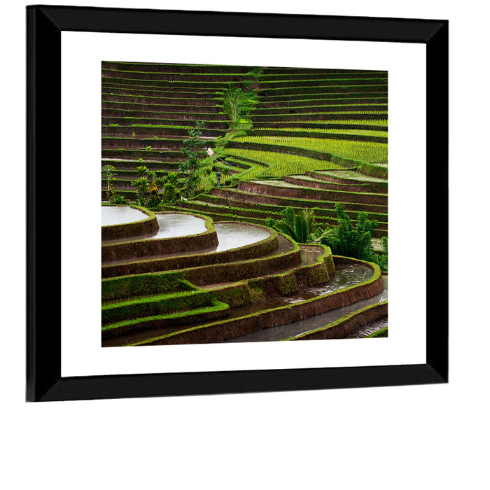 Lush Rice Terraces Wall Art as a framed print