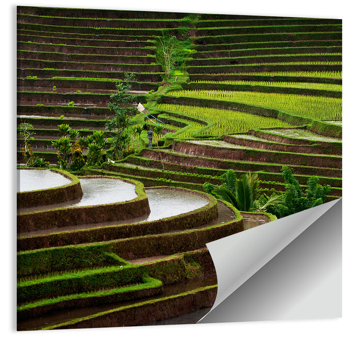 Lush Rice Terraces Wall Art as a poster print