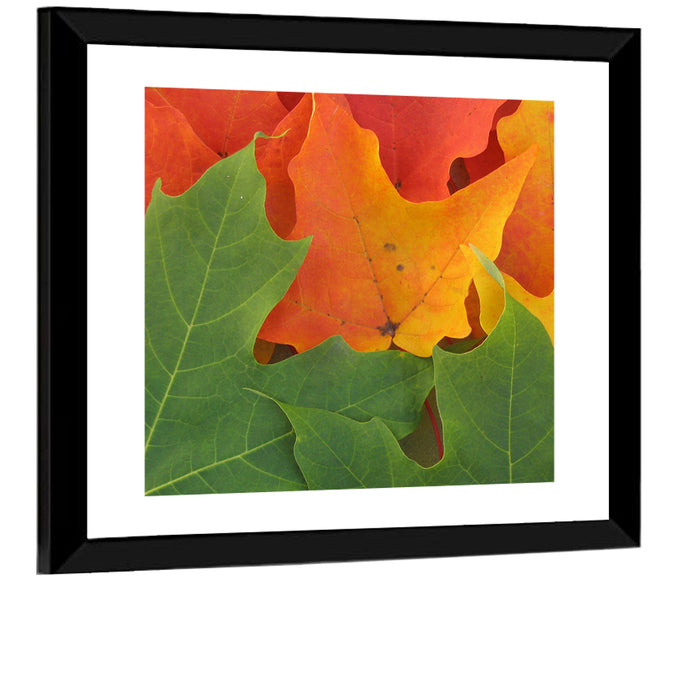 Autumn Maple Leaves Wall Art as a framed print