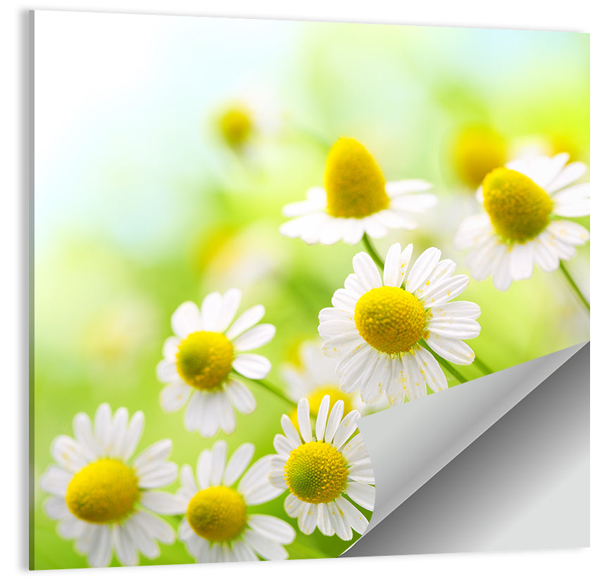 Chamomile Flowers Wall Art