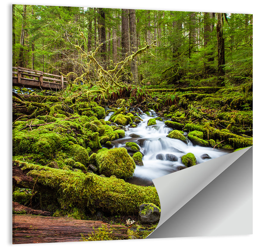 Cascade Forest Stream Wall Art