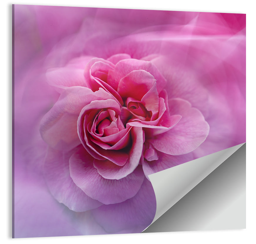 Pink Rose Wall Art