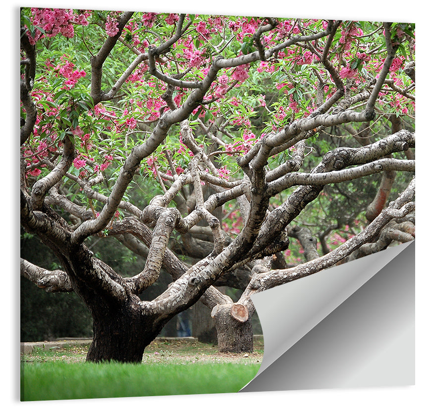 Peach Garden Wall Art