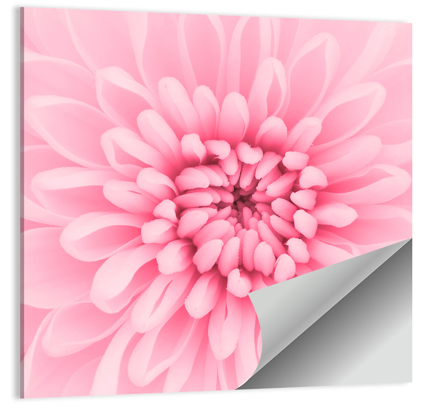 Chrysanthemum Petals Wall Art