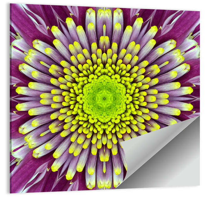 Mandala Chrysanthemum Macro Wall Art as a poster print
