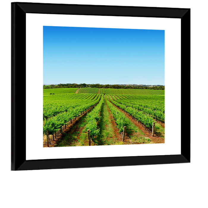 Sunlit Vineyard Rows Wall Art as a framed print