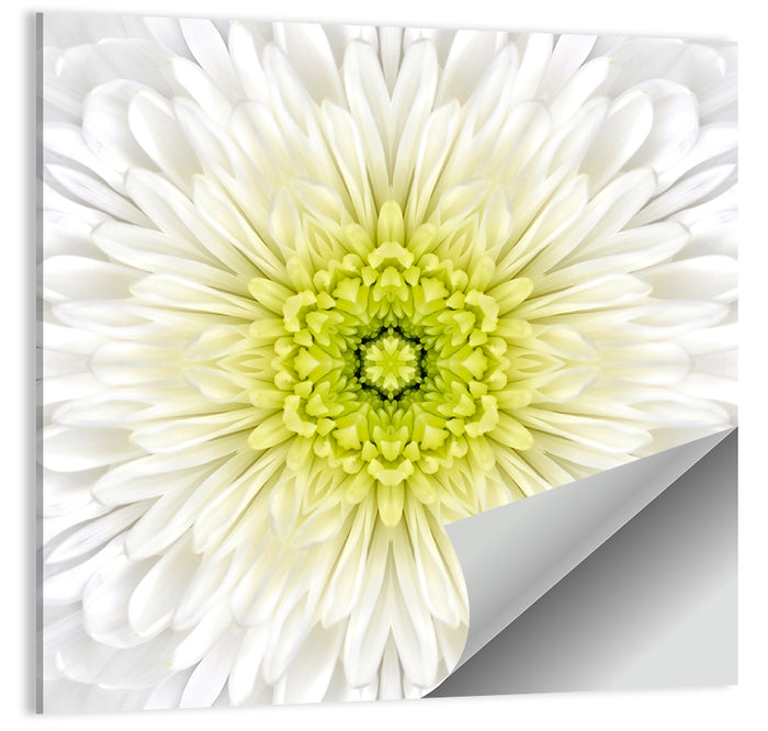 White Chrysanthemum Mandala Close Up Wall Art as a poster print