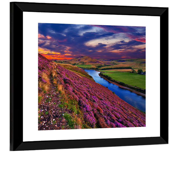 Pentland Hills Heather, Edinburgh Wall Art as a framed print