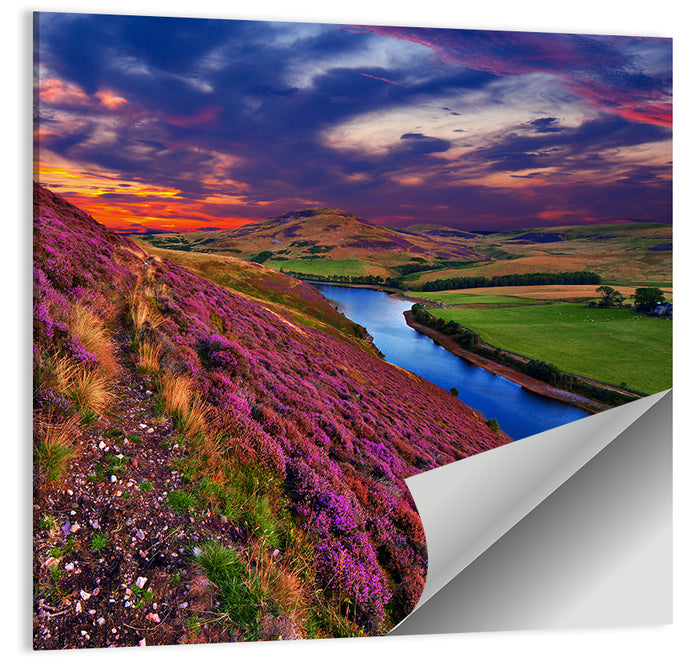 Pentland Hills Heather, Edinburgh Wall Art as a poster print