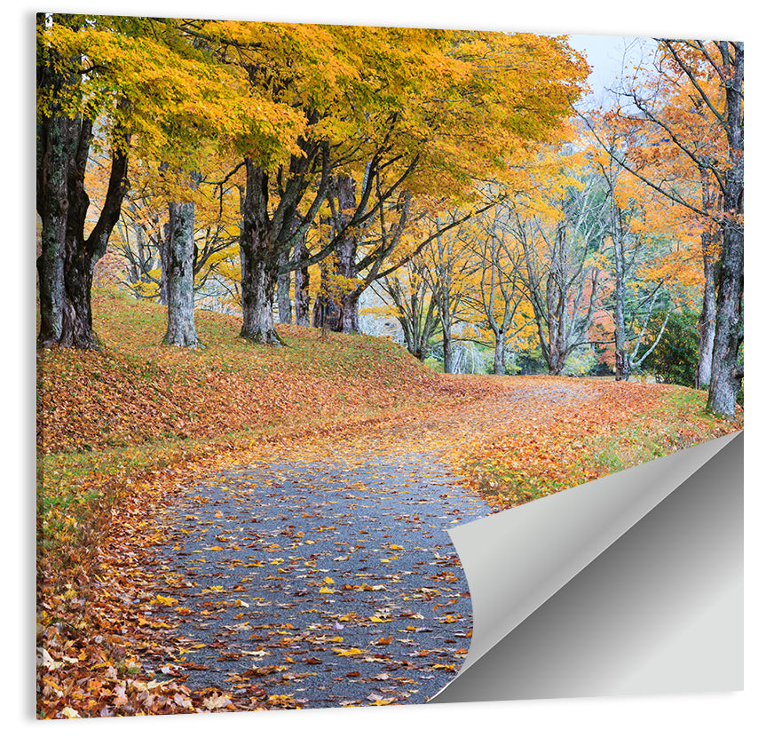 Autumn Leaves on Road Wall Art