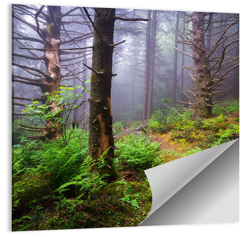 Forest Hiking Trail Wall Art