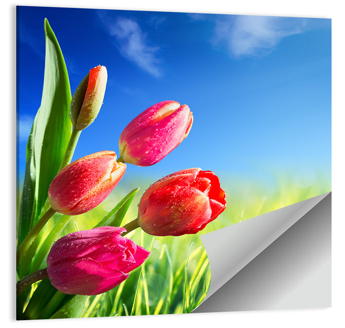 Dewy Red Tulips Under Blue Sky Wall Art as a poster print